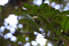 Sideroxylon cartilagineum, photograph (c) Ricardo Betancourt Sánchez, some rights reserved (CC BY)