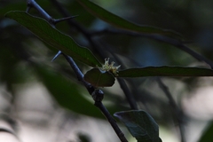 Sideroxylon cartilagineum, photograph (c) Ricardo Betancourt Sánchez, some rights reserved (CC BY)
