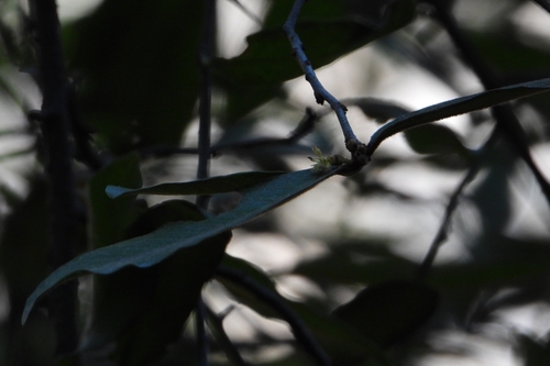 Sideroxylon cartilagineum, photograph 4
