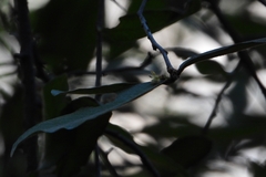 Sideroxylon cartilagineum, photograph (c) Ricardo Betancourt Sánchez, some rights reserved (CC BY)
