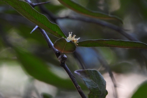 Sideroxylon cartilagineum, photograph 5
