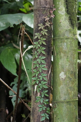 Tetrastigma obtectum glabrum
