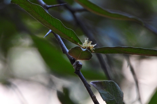 Sideroxylon cartilagineum, photograph 6