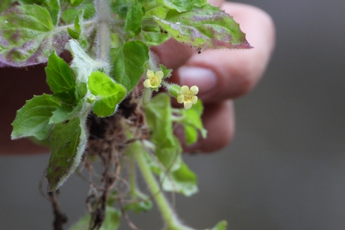 Erythranthe pubescens (Erythranthe pubescens)