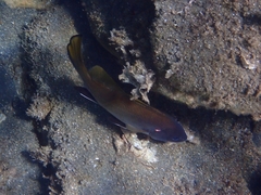 Sciaena umbra