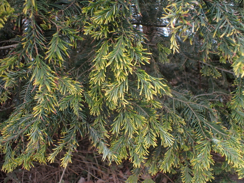 Balsam Woolly Adelgid photo 2