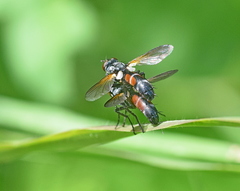 Cylindromyia auriceps
