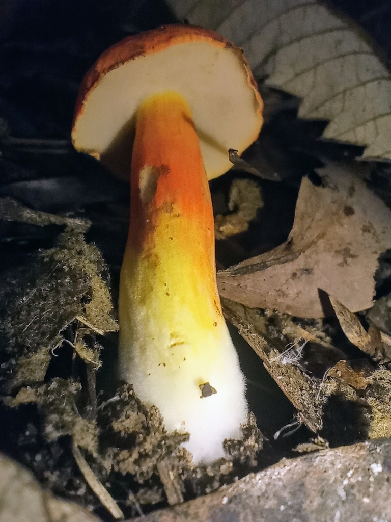 Tylopilus balloui · February 2025 · photo: © nic93 (iNaturalist, cc-by)