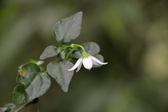 Lycianthes lysimachioides