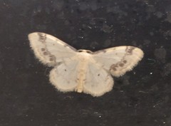 Idaea trigeminata