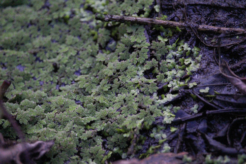 iNaturalist observation photo of water fern