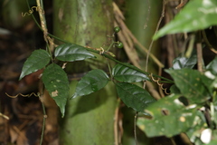 Tetrastigma hemsleyanum