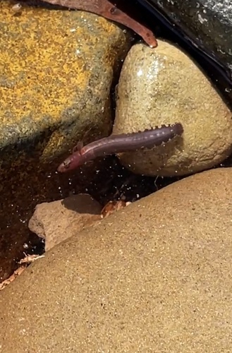 Blackback snake blenny (Ophiclinus gracilis) — Clinidae