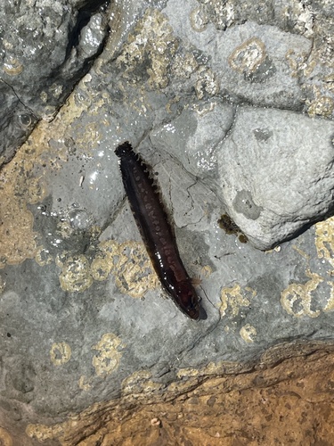 Blackback snake blenny (Ophiclinus gracilis) — Clinidae — 5