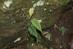 Ficus sarmentosa henryi