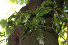 Beilschmiedia erythrophloia