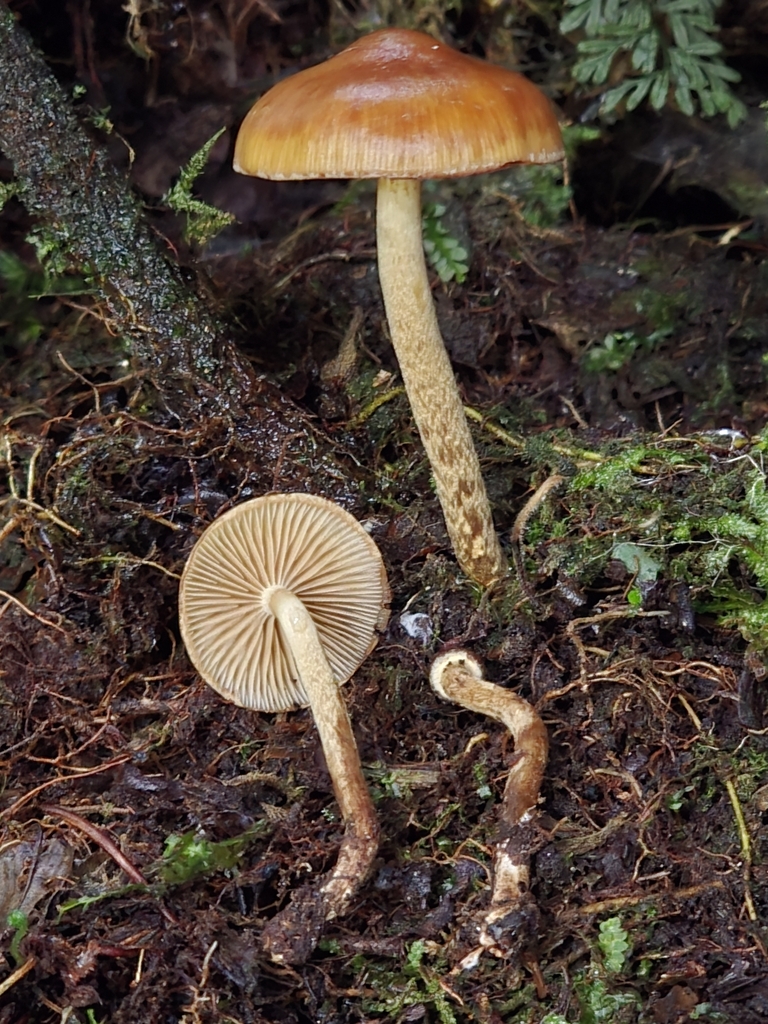 Psilocybe muliercula
