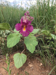Proboscidea louisianica fragrans