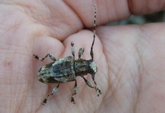 Aegomorphus consentaneus