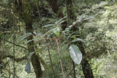 Meliosma rhoifolia