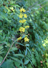 Lysimachia davurica