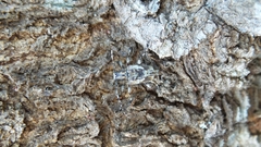 Aegomorphus consentaneus