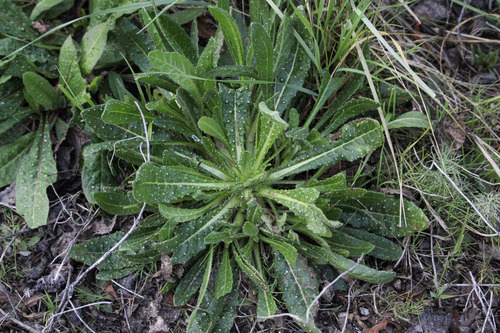 iNaturalist observation photo of bristly oxtongue