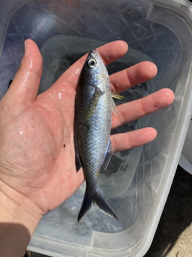 Photo of Swallowdart Damselfish (Azurina hirundo)