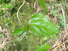 Schisandra arisanensis