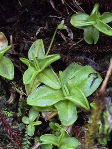 Pinguicula calyptrata