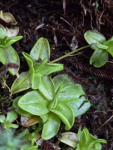 Pinguicula calyptrata