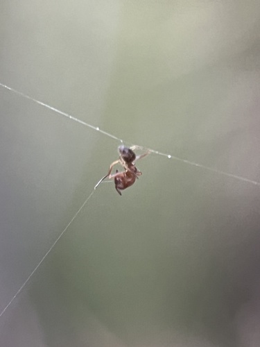 iNaturalist observation photo of Ants