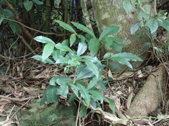 Ardisia cornudentata