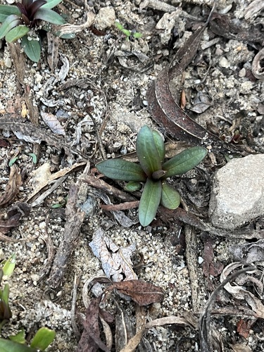 iNaturalist observation photo of Dicots