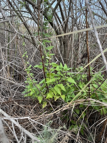 iNaturalist observation photo of California beeplant