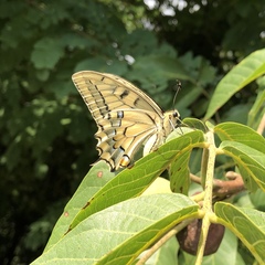Papilio machaon