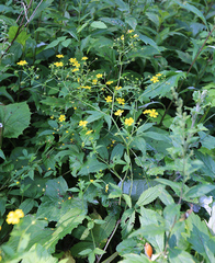 Potentilla cryptotaeniae