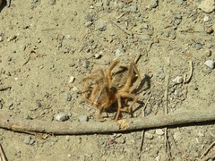Galeodes araneoides