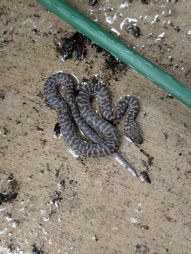 Spotted Python sighting