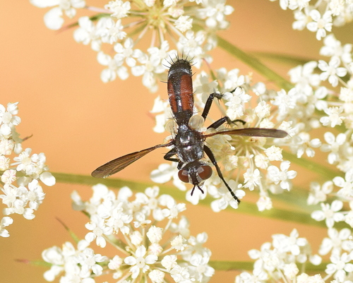 Cylindromyia auriceps nuotrauka