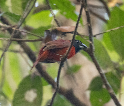 Red-and-black Grosbeak (Periporphyrus erythromelas), photo 7