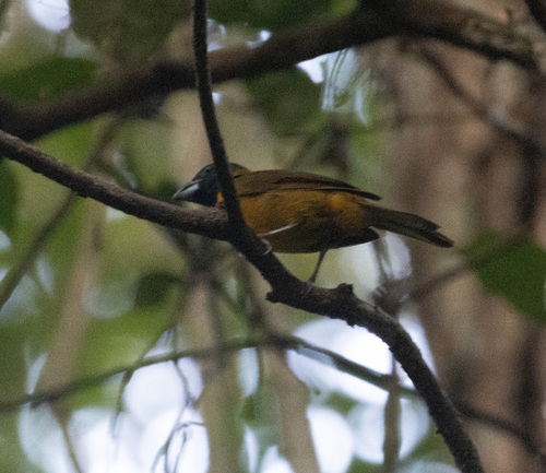 Red-and-black Grosbeak (Periporphyrus erythromelas), photo 8