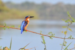 Corythornis vintsioides