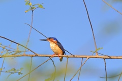 Corythornis vintsioides