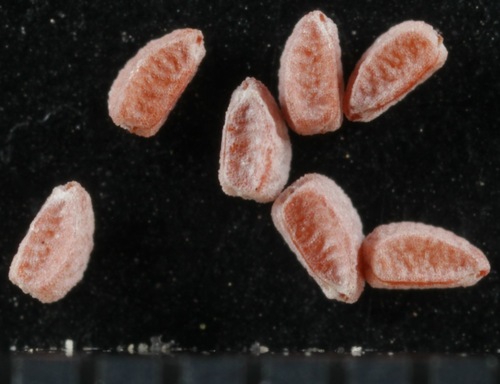 Euphorbia ophthalmica