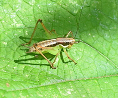 Pachytrachis gracilis