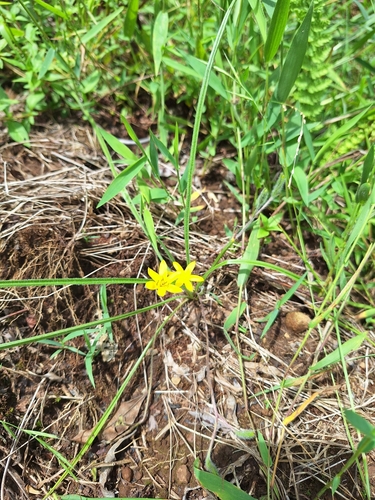 Fine Stargrass (Hypoxis filiformis)