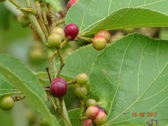 Grewia tiliifolia