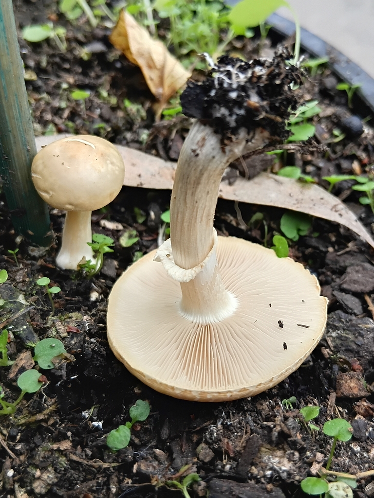 Agrocybe praecox · February 2025 · photo: © alice_shanks (iNaturalist, cc-by)