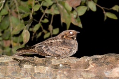 Caprimulgus madagascariensis